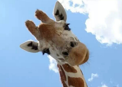 带图搞笑说说：早知道这是看脸的世界，当初就该拿上学的钱去整容